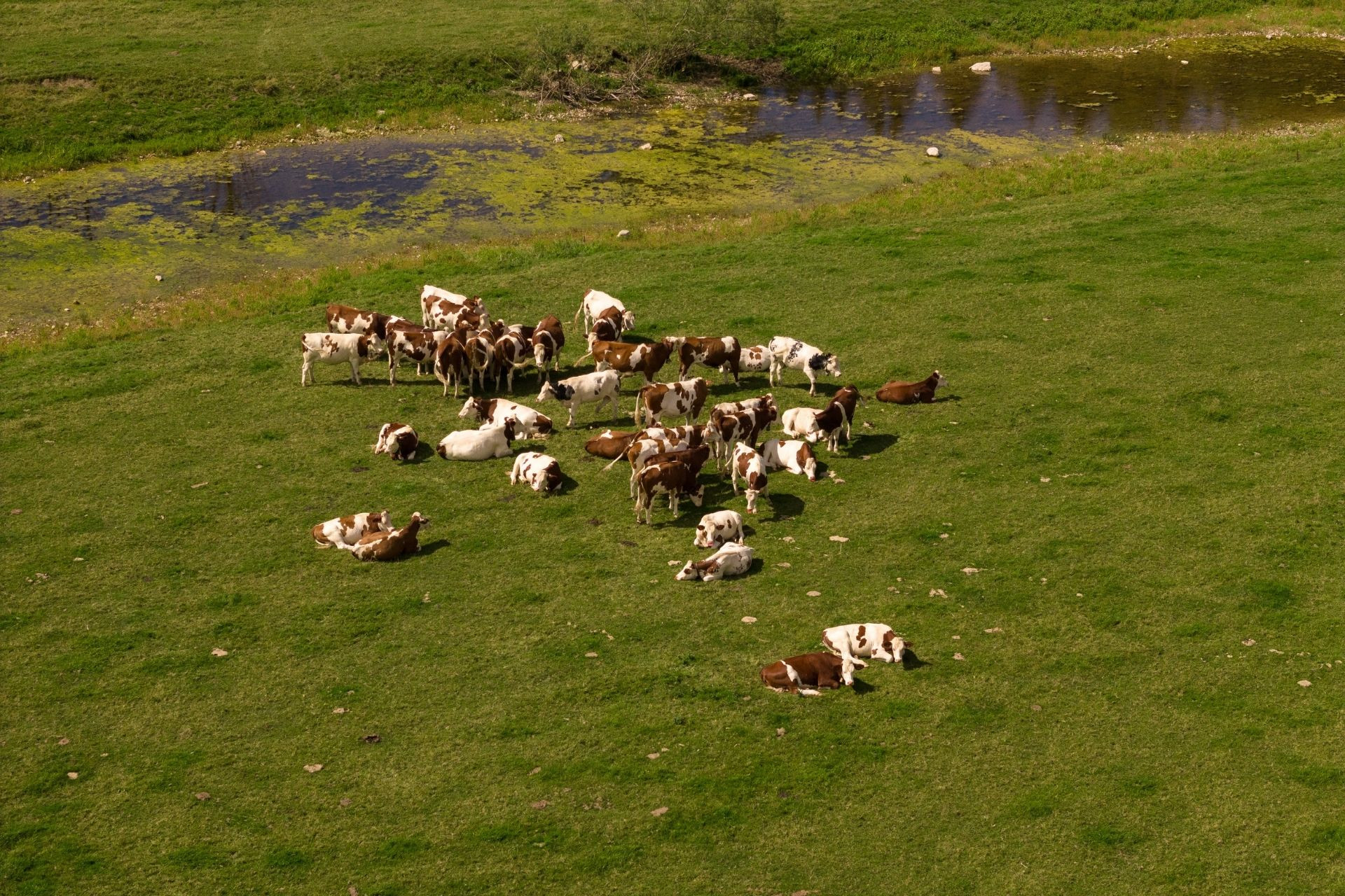 haut-doubs-prairie-alpage-vache-montbeliarde-fruiti-re-cheni-films-928