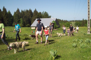 haut-doubs-cani-rando-avec-les-animaux-les-attelages-de-la-roche-percee-1339