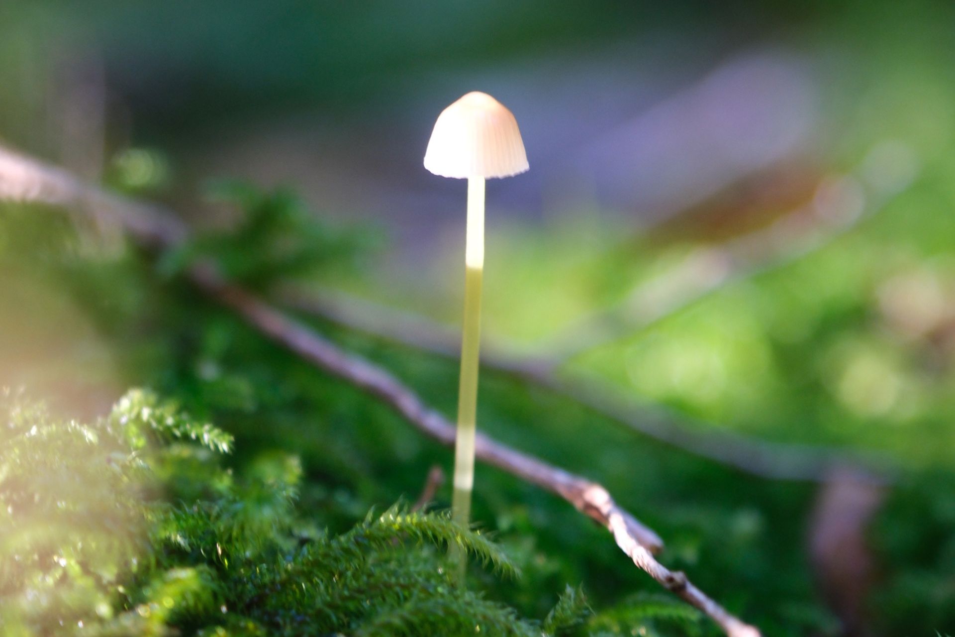 Champignon  - &copy; Valentin Thebault