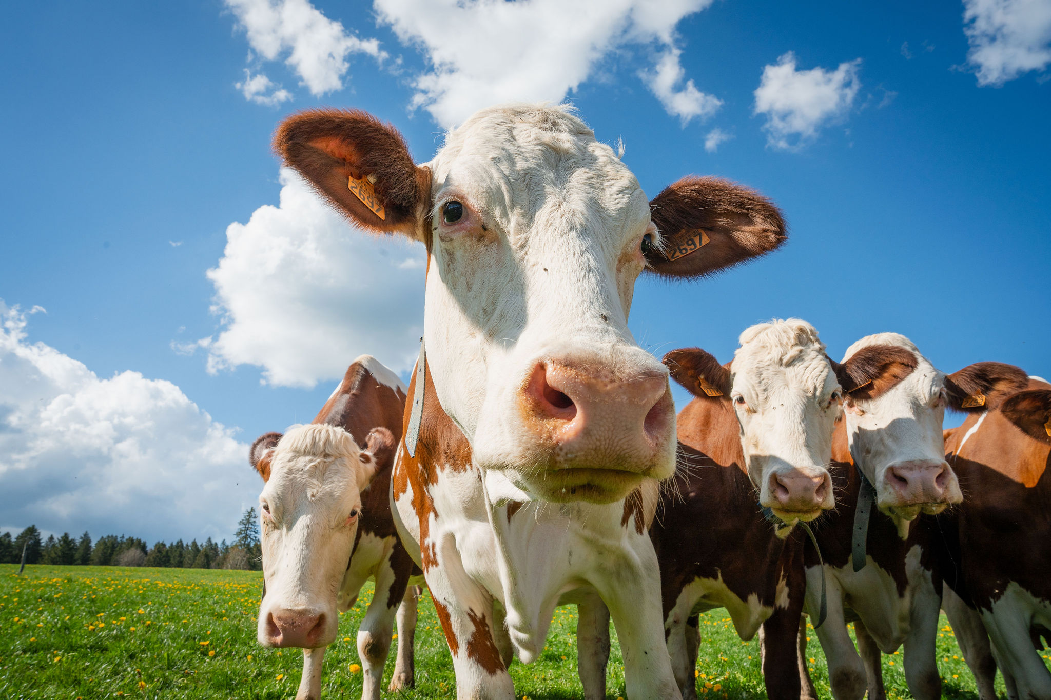 Montbéliardes et Simmental dans les prairies du Haut-Doubs - © Florine Tournier Montbéliardes et Simmental dans les prairies du Haut-Doubs - © Florine Tournier