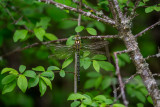 Aeschne printanière (Brachytron pratense)