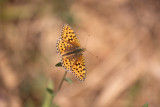 Chiffre (Argynnis niobe)