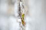 Criquet des pâtures (Pseudochorthippus parallelus)