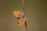 Cuivré de la bistorte (Lycaena helle) 