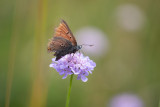 Cuivré écarlate (Lycaena hippothoe)