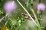 Decticelle bariolée (Roeseliana roeselii)