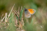 Fadet commun (Coenonympha pamphilus)