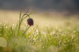 Fritillaire pintade (Fritillaria meleagris)