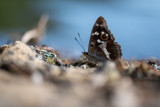Grand mars changeant (Apatura iris)