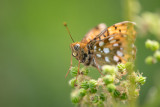 Grand nacré (Argynnis aglaja)