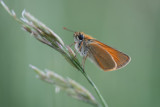Hespérie de la houque (Thymelicus sylvestris)