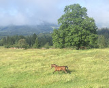 Acceuil de cavaliers