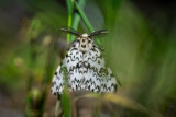 La nonne (Lymantria monacha)