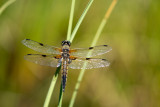 Libellule à quatre tâches (Libellula quadrimaculata)