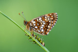 Melitée noirâtre (Melitaea diamina)