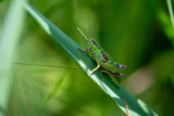 Miramelle subalpine (Miramella alpina)