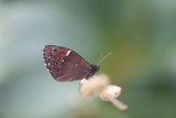 Moiré blanc-fascié (Erebia ligea)
