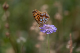 Moyen nacré (Argynnis adippe)