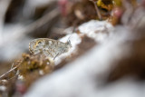 Némusien (Lasiommata maera)