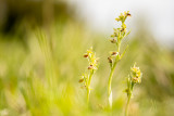 Ophrys araignée (Ophrys sphegodes)