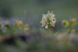 Orchis sureau (Dactylorhiza sambucina)