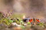 Paon-du-jour (Aglais io)