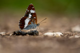 Petit sylvain (Limenitis camilla)