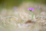 Primevère farineuse (Primula farinosa)