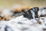Silène (Brintesia circe)
