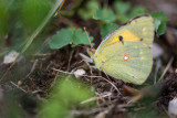 Souci (Colias croceus)