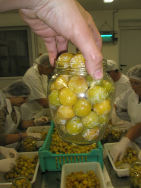 ROBBE ESCARGOTS DES MONTS JURA_9