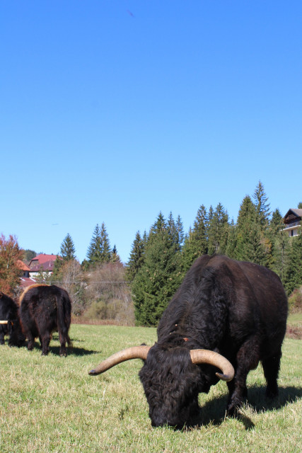 FERME DU MONT D'OR_4