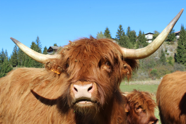 FERME DU MONT D'OR_10