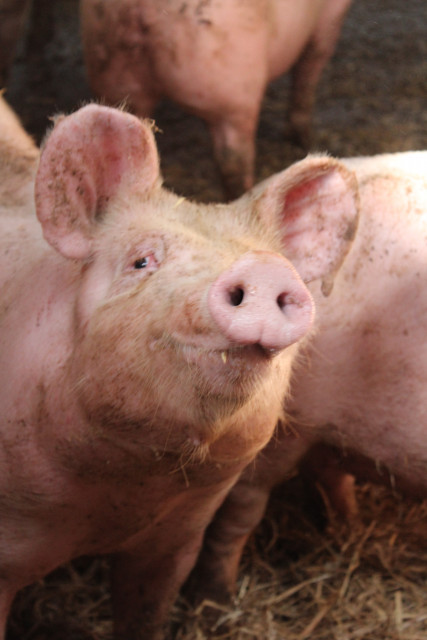 FERME DU MONT D'OR_5