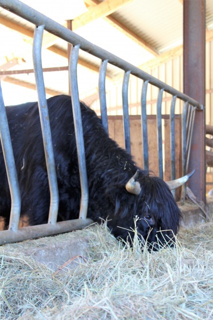 FERME DU MONT D'OR_6
