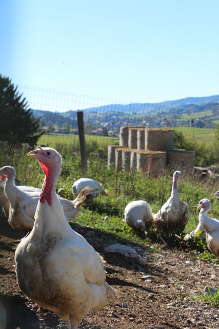 FERME DU MONT D'OR_7