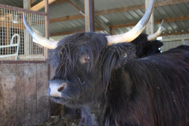 FERME DU MONT D'OR_8