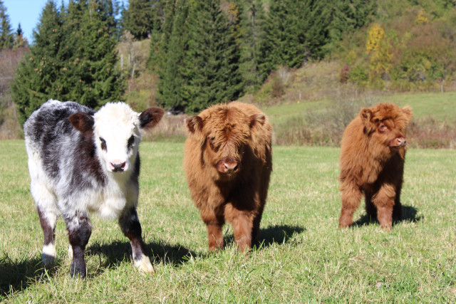 FERME DU MONT D'OR_3