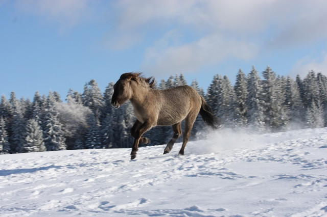 PARC ANIMALIER - PARC POLAIRE_4 - CHEVAL TARPAN