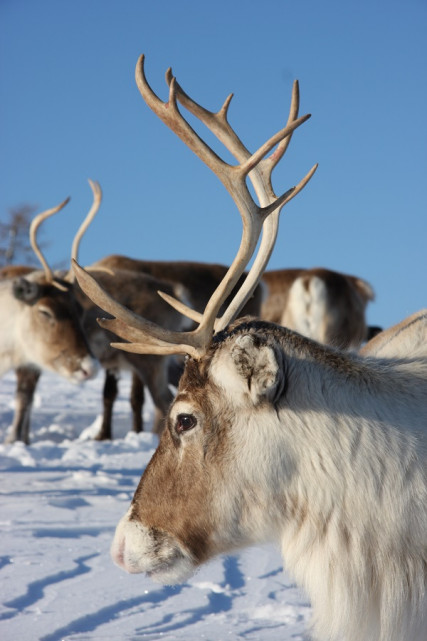 PARC ANIMALIER - PARC POLAIRE_10 RENNES HIVER NEIGE