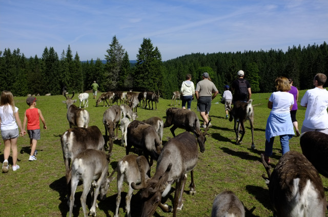 PARC ANIMALIER - PARC POLAIRE_5 - VISITE GUIDEE RENNES