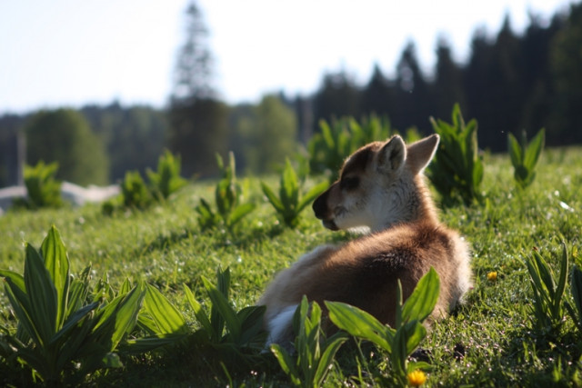 PARC ANIMALIER - PARC POLAIRE_11 NAISSANCE DAIM PRINTEMPS