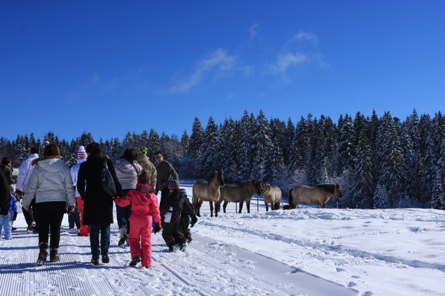 PARC ANIMALIER - PARC POLAIRE_6 - HIVER NEIGE GROUPE CHEVAUX TARPAN