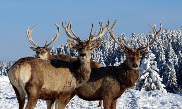 PARC ANIMALIER - PARC POLAIRE_8 RENNES NEIGE HIVER