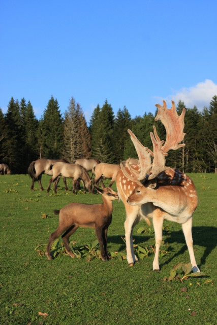 PARC ANIMALIER - PARC POLAIRE_9 DAIMS PRINTEMPS NAISSANCE