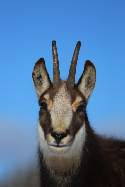 PARC ANIMALIER - PARC POLAIRE_3 - CHAMOIS