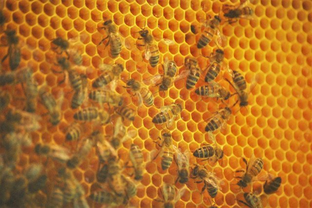 LE RUCHER DES DEUX LACS_8