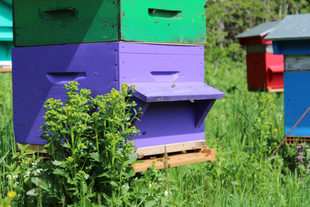 LE RUCHER DES DEUX LACS_5