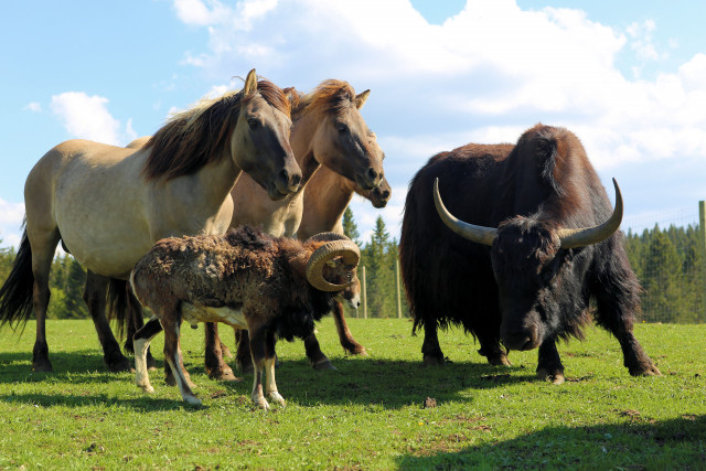 PARC ANIMALIER - PARC POLAIRE_