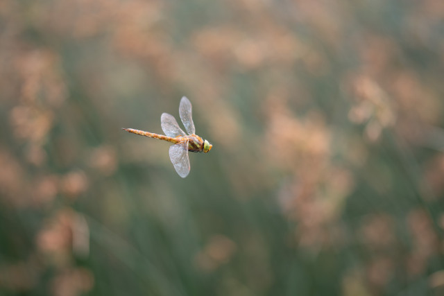 Aeschne isocèle (Aeshna isoceles)
